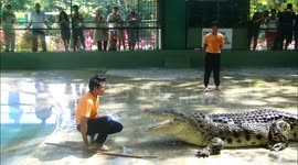 wonderful alligator show