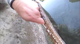 Octopus attack and stealing Gopro, then Trying to pull me in the water!!!!