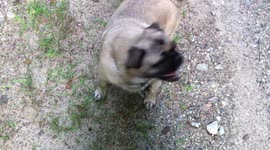 Cute footage of a pug trying to catch flies