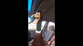 DuckZilla!