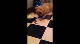 Pugs eats food one pellet at a time