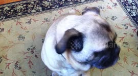 Pug tilts head left and right
