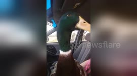 Newsflare Edit - DuckZilla!