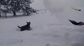 Daisy Dog - Catching Snow