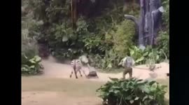 Zookeeper viciously attacked by zebra