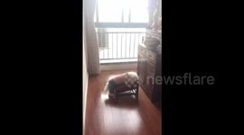 This dog appears to be religious