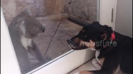 Koala and Dog Make Friends - Australian Kelpie
