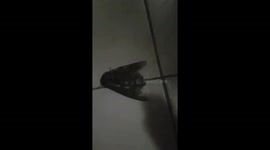 Giant moth discovered in Australian home