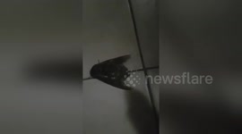 Newsflare Edit - Giant moth discovered in Australian home