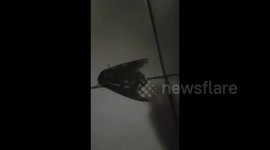 Giant moth discovered in Australian home