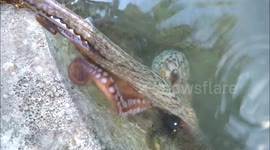 Octopus 'attacks' and steals GoPro camera in Ibiza