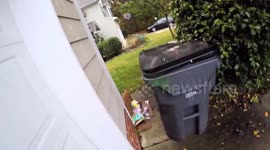 Man terrified of baby raccoon hiding in his bin