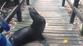 Close Encounters With The Galapagos Seal