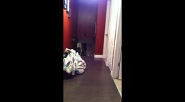 Ridiculous Rottweiler