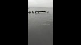 Seals off Southend Pier