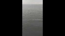 Watching seals off Southend Pier