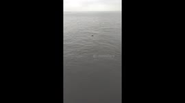 Seals off Southend Pier 3