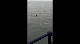 Seals off Southend Pier 4