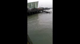 Seal swimming around Southend Pierhead