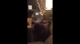 Dog plays with Indonesian Balloon