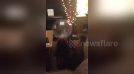 Newsflare Edit - Dog plays with Indonesian Balloon