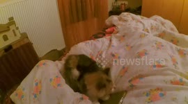 My kitten gets angry when i try to take my phone