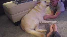 Scratchiest Dog Ever