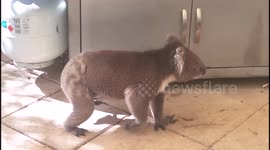 Koala and Dog