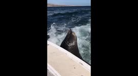Sea lion leaving back of boat
