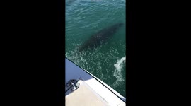 Sea lion following boat in slo-motion