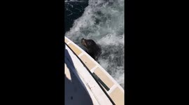 Sea lion follows fast-moving boat