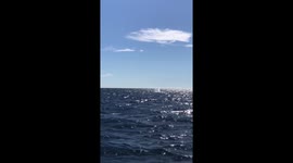 Whale watching