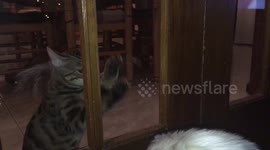 Bengal Cat Wants In!!!