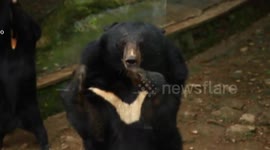 Black bears ask food from tourists in vehicles