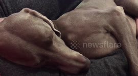 This dog is having a bad dream