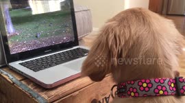 Puppy watches YouTube video of squirrels and desperately wants to play with them