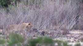 Lions hunt and kill buffalo at Kruger National Park