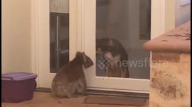 This koala and dog are best friends