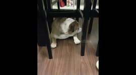 Chubby Darla stuck under the table