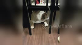 Newsflare Edit - Chubby Darla stuck under the table
