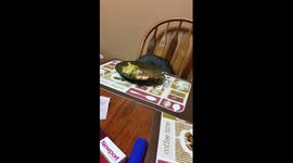 Cuddles the raccoon dinner time.