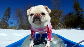 No Riders On This Sled!