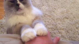 Fluffy Cat gently requests attention