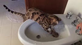 Crazy Bengal is Obsessed with Water