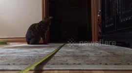 Bengal Cat Must Chase Everything