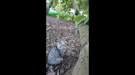 Cat steals pug's treat