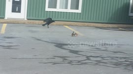 Squirrel defends pizza slice from greedy crow