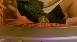 Kitten Watch Horror Movie
