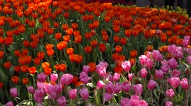 Stunning flower festival
