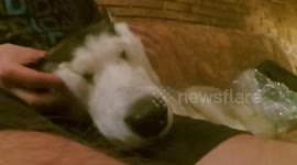 Husky's face seems to turn into putty during massage